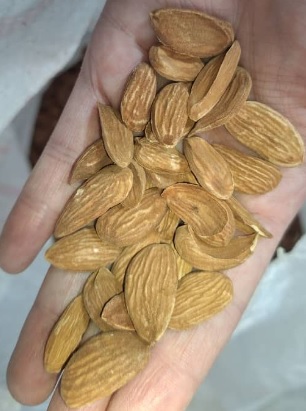مغز بادام درجه یک خام و بدون تلخی مناسب مصرف طولانی مدت